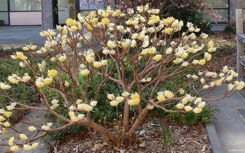 Winter Gold Edgeworthia Chrysantha - Paper Bush - 3 Gallon Pot 12 Winter Gold Edgeworthia Chrysantha - Paper Bush - 3 Gallon Pot - Image 12