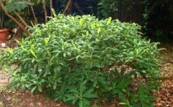 Edgeworthia Chrysantha - Paper Bush - 5 Gallon Pot -Wilson Bros Gardens Picture Edgeworthia Shrub 3