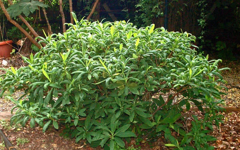 Winter Gold Edgeworthia Chrysantha - Paper Bush - 3 Gallon Pot 11 Winter Gold Edgeworthia Chrysantha - Paper Bush - 3 Gallon Pot - Image 11