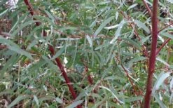 Angus Cold Hardy Eucalyptus Tree (Eucalyptus Nicholii) - 1 Gallon Pot 12 Angus Cold Hardy Eucalyptus Tree (Eucalyptus Nicholii) - 1 Gallon Pot -Wilson Bros Gardens Picture Eucalyptus Tree Anugus Willow Leaf Peppermint 3