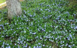 Evergreen Periwinkle - Vinca Minor - 18 Count Flat Of Pint Pots -Wilson Bros Gardens Picture Evergreen Periwinkle Groundcover
