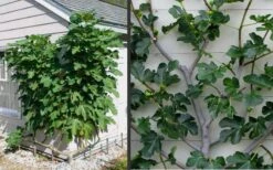 Brown Turkey Fig Tree - 6 Pack Of 1 Gallon Pots 15 Brown Turkey Fig Tree - 6 Pack Of 1 Gallon Pots -Wilson Bros Gardens Picture Fig Brown Turkey Espalier
