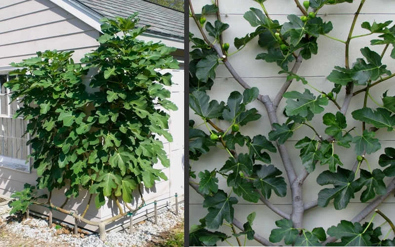 Brown Turkey Fig Tree - 2.5 Gallon Pot 6 Brown Turkey Fig Tree - 2.5 Gallon Pot - Image 6
