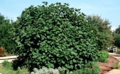 Brown Turkey Fig Tree - 1 Gallon Pot -Wilson Bros Gardens Picture Fig Brown Turkey Shrub Large 1