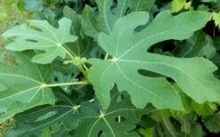 Brown Turkey Fig Tree - 6 Pack Of 1 Gallon Pots 12 Brown Turkey Fig Tree - 6 Pack Of 1 Gallon Pots -Wilson Bros Gardens Picture Fig Brown Turkey Tree Leaves