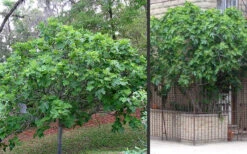 Brown Turkey Fig Tree - 1 Gallon Pot -Wilson Bros Gardens Picture Fig Brown Turkey Trees 1