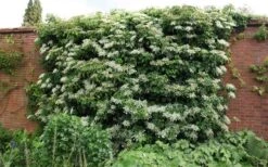 Climbing Hydrangea 'Petiolaris' - 1 Gallon Pot 19 Climbing Hydrangea 'Petiolaris' - 1 Gallon Pot -Wilson Bros Gardens Picture Hydrangea Climbing Petiolaris 5