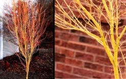 Bihou Yellow Bark Japanese Maple - 3 Gallon Pot 10 Bihou Yellow Bark Japanese Maple - 3 Gallon Pot -Wilson Bros Gardens Picture Japanese Maple Bihou 1 2
