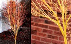 Bihou Yellow Bark Japanese Maple - 3 Gallon Pot 10 Bihou Yellow Bark Japanese Maple - 3 Gallon Pot -Wilson Bros Gardens Picture Japanese Maple Bihou 1