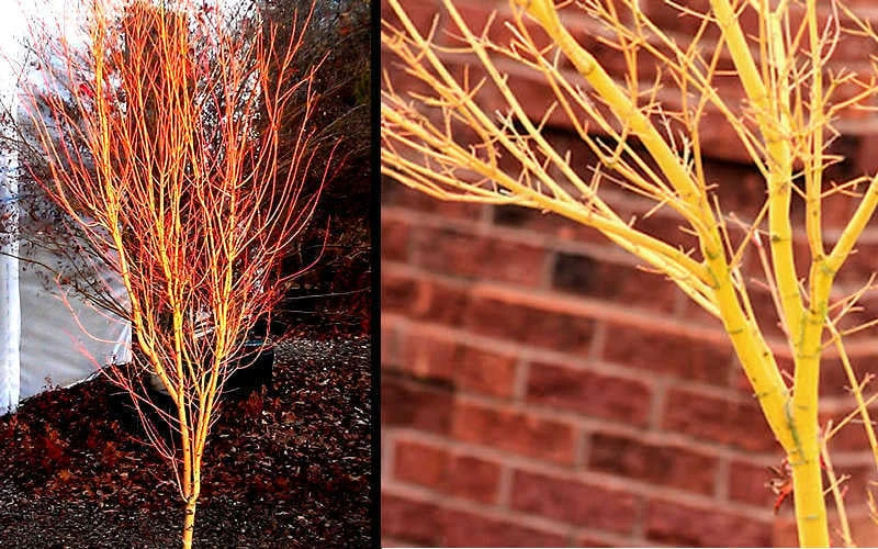 Bihou Yellow Bark Japanese Maple - 3 Gallon Pot 5 Bihou Yellow Bark Japanese Maple - 3 Gallon Pot - Image 5