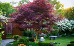 Bloodgood Red Leaf Japanese Maple - 2 Gallon Pot -Wilson Bros Gardens Picture Japanese Maple Bloodgood tree 1