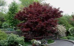 Bloodgood Red Leaf Japanese Maple - 2 Gallon Pot -Wilson Bros Gardens Picture Japanese Maple Bloodgood tree 2