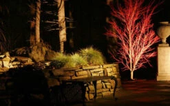 Sango Kaku Coral Bark Japanese Maple - 1 Gallon Pot -Wilson Bros Gardens Picture Japanese Maple Coral Bark Lighted At Night 10