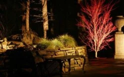 Sango Kaku Coral Bark Japanese Maple - 5 Gallon Pot -Wilson Bros Gardens Picture Japanese Maple Coral Bark Lighted At Night 4