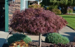 Crimson Queen Dwarf Japanese Maple - 3 Gallon Pot 12 Crimson Queen Dwarf Japanese Maple - 3 Gallon Pot -Wilson Bros Gardens Picture Japanese Maple Crimson Queen 1