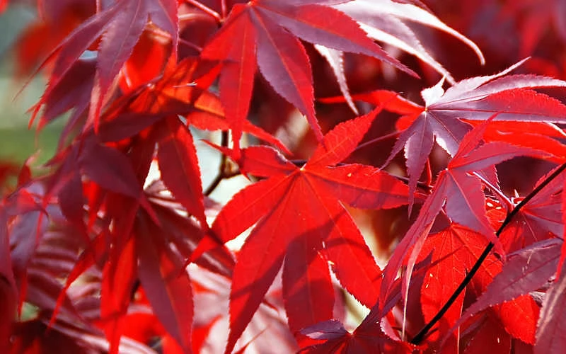 Fireglow Red Leaf Japanese Maple - 3 Gallon Pot (2.5-3') 7 Fireglow Red Leaf Japanese Maple - 3 Gallon Pot (2.5-3') - Image 7