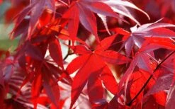 Fireglow Red Leaf Japanese Maple - 3 Gallon Pot 14 Fireglow Red Leaf Japanese Maple - 3 Gallon Pot -Wilson Bros Gardens Picture Japanese Maple Fireglow 2 3
