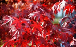 Fireglow Red Leaf Japanese Maple - 1 Gallon Pot -Wilson Bros Gardens Picture Japanese Maple Fireglow 3 7