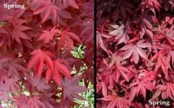 Red 'N Summer Japanese Maple - Acer Palmatum 'Hefner's Red' - 3 Gallon Pot -Wilson Bros Gardens Picture Japanese Maple Hefners Red Spring 1