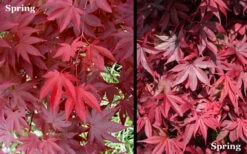 Red 'N Summer Japanese Maple - Acer Palmatum 'Hefner's Red' - 1 Gallon Pot 10 Red 'N Summer Japanese Maple - Acer Palmatum 'Hefner's Red' - 1 Gallon Pot -Wilson Bros Gardens Picture Japanese Maple Hefners Red Spring