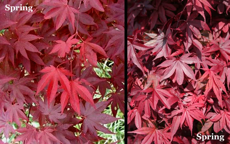Red 'N Summer Japanese Maple - Acer Palmatum 'Hefner's Red' - 1 Gallon Pot 4 Red 'N Summer Japanese Maple - Acer Palmatum 'Hefner's Red' - 1 Gallon Pot - Image 4