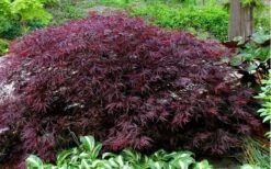 Red Dragon Dwarf Japanese Maple - 5 Gallon Pot -Wilson Bros Gardens Picture Japanese Maple Red Dragon