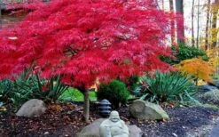 Red Dragon Dwarf Japanese Maple - 3 Gallon Pot -Wilson Bros Gardens Picture Japanese Maple Red Dragon 4 3