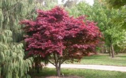 Red Japanese Maple - Acer Palmatum 'Atropurpureum' - 1 Gallon Pot 12 Red Japanese Maple - Acer Palmatum 'Atropurpureum' - 1 Gallon Pot -Wilson Bros Gardens Picture Japanese Maple Red Leaf