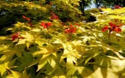 Summer Gold Japanese Maple - 3 Gallon Pot 9 Summer Gold Japanese Maple - 3 Gallon Pot -Wilson Bros Gardens Picture Japanese Maple Summer Gold 8 2