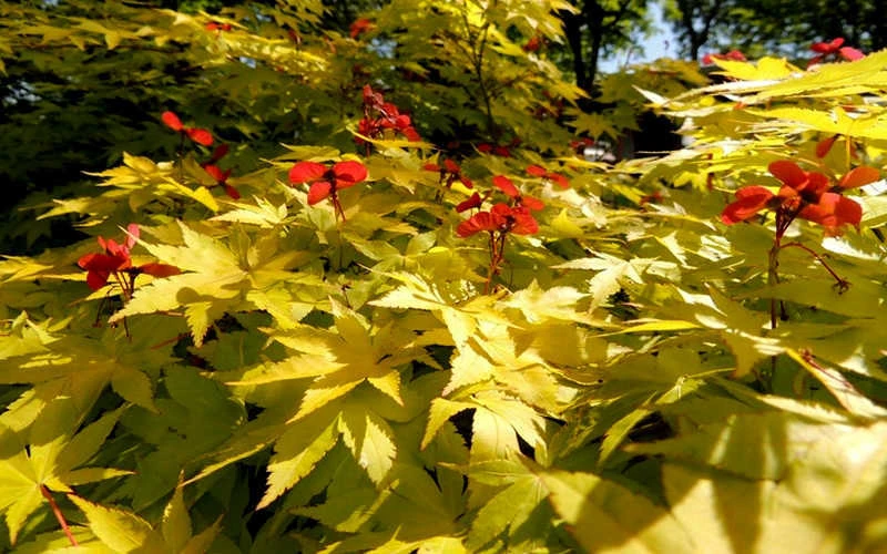 Summer Gold Japanese Maple - 3 Gallon Pot (4-4.5') 5 Summer Gold Japanese Maple - 3 Gallon Pot (4-4.5') - Image 5