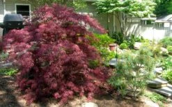 Tamukeyama Dwarf Red Japanese Maple (High Graft Tree Form)- 3 Gallon Pot -Wilson Bros Gardens Picture Japanese Maple Tamukeyama 3 4