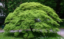 Viridis Dwarf Green Japanese Maple (High Graft) - 2 Gallon Pot -Wilson Bros Gardens Picture Japanese Maple Viridis 1