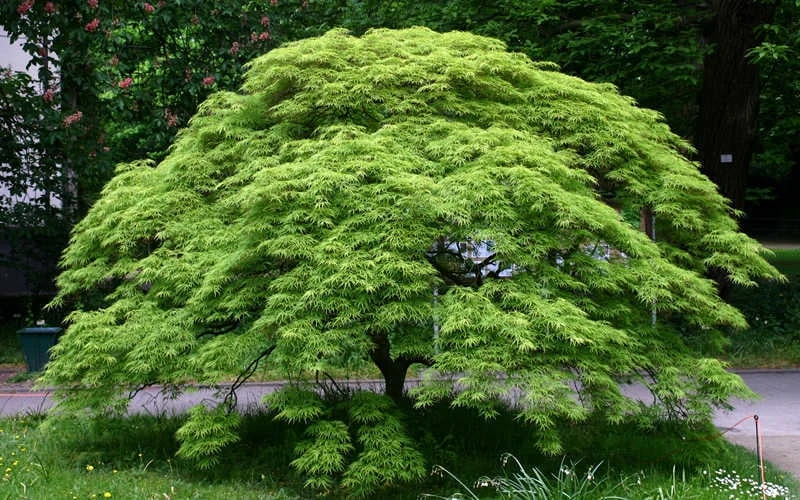 Viridis Dwarf Green Japanese Maple - 5 Gallon Pot 6 Viridis Dwarf Green Japanese Maple - 5 Gallon Pot - Image 6
