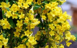 Carolina Yellow Jasmine (Jessamine) Gelsemium Sempervirens - 2 Gallon Pot -Wilson Bros Gardens Picture Jasmine Carolina 6