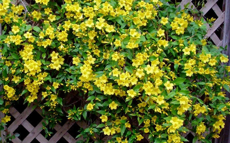 Carolina Yellow Jasmine (Jessamine) Gelsemium Sempervirens - 1 Gallon Pot 6 Carolina Yellow Jasmine (Jessamine) Gelsemium Sempervirens - 1 Gallon Pot - Image 6