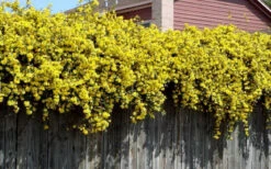 Carolina Yellow Jasmine (Jessamine) Gelsemium Sempervirens - 2 Gallon Pot -Wilson Bros Gardens Picture Jasmine Carolina On Fence