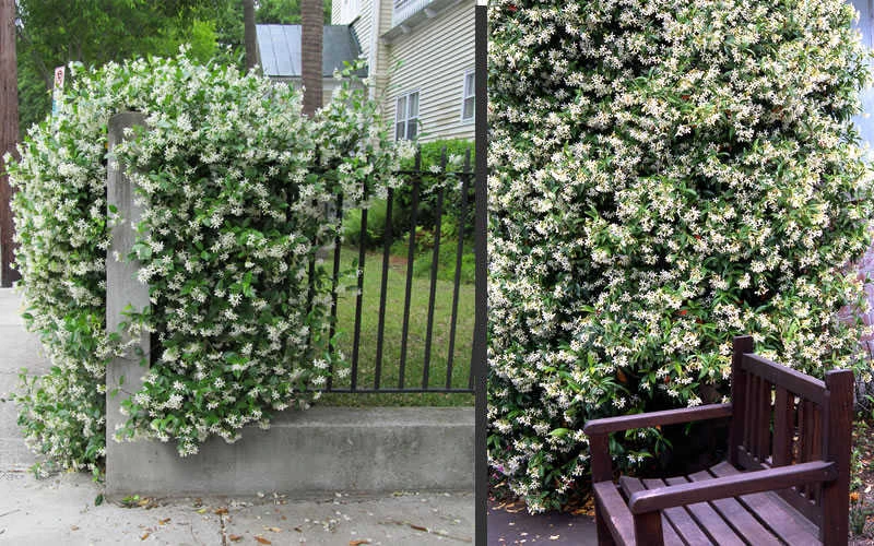 Star Jasmine Vine (Trachelospermum Jasminoides) - 6 Pack Of 1 Gallon Pots 5 Star Jasmine Vine (Trachelospermum Jasminoides) - 6 Pack Of 1 Gallon Pots - Image 5