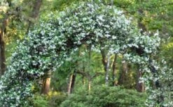 Star Jasmine Vine (Trachelospermum Jasminoides) - 3 Gallon Pot -Wilson Bros Gardens Picture Jasmine Confederate On Arch 6