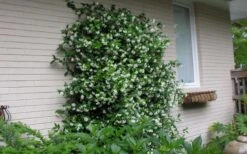 Confederate Jasmine Vine (Trachelospermum Jasminoides) - 1 Gallon Pot -Wilson Bros Gardens Picture Jasmine Confederate On Trellis 1