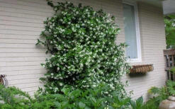 Star Jasmine Vine (Trachelospermum Jasminoides) - 6 Pack Of 1 Gallon Pots 17 Star Jasmine Vine (Trachelospermum Jasminoides) - 6 Pack Of 1 Gallon Pots -Wilson Bros Gardens Picture Jasmine Confederate On Trellis
