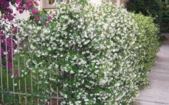 Star Jasmine Vine (Trachelospermum Jasminoides) - 1 Gallon Pot -Wilson Bros Gardens Picture Jasmine Confederate Vine 1 5