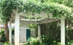 Star Jasmine Vine (Trachelospermum Jasminoides) - 1 Gallon Pot -Wilson Bros Gardens Picture Jasmine Confederate Vine 2 5