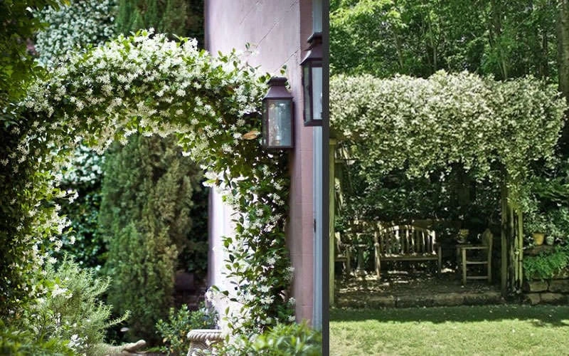 Madison Confederate Jasmine - 6 Pack Of 1 Gallon Pots 6 Madison Confederate Jasmine - 6 Pack Of 1 Gallon Pots - Image 6