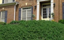 Blue Pacific Juniper - 2 Gallon Pot -Wilson Bros Gardens Picture Juniper Blue Pacific Hill 1