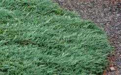 Blue Rug Juniper - 6-Pack Of 1 Gallon Pots -Wilson Bros Gardens Picture Juniper Blue Rug 3 1