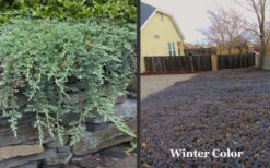 Blue Rug Juniper - 6-Pack Of 1 Gallon Pots -Wilson Bros Gardens Picture Juniper Blue Rug Winter Color 1