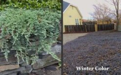 Blue Rug Juniper - 1 Gallon Pot 11 Blue Rug Juniper - 1 Gallon Pot -Wilson Bros Gardens Picture Juniper Blue Rug Winter Color