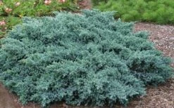 Blue Star Juniper - 6-Pack Of 1 Gallon Pots 8 Blue Star Juniper - 6-Pack Of 1 Gallon Pots -Wilson Bros Gardens Picture Juniper Blue Star 1