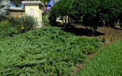 Parsons Juniper - Juniperus Davurica 'Parsonii' - 1 Gallon Pot -Wilson Bros Gardens Picture Juniper Parsons Border 2
