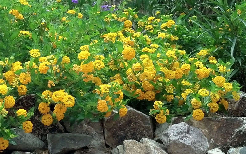 New Gold Hardy Lantana - 1 Gallon Pot 6 New Gold Hardy Lantana - 1 Gallon Pot - Image 6